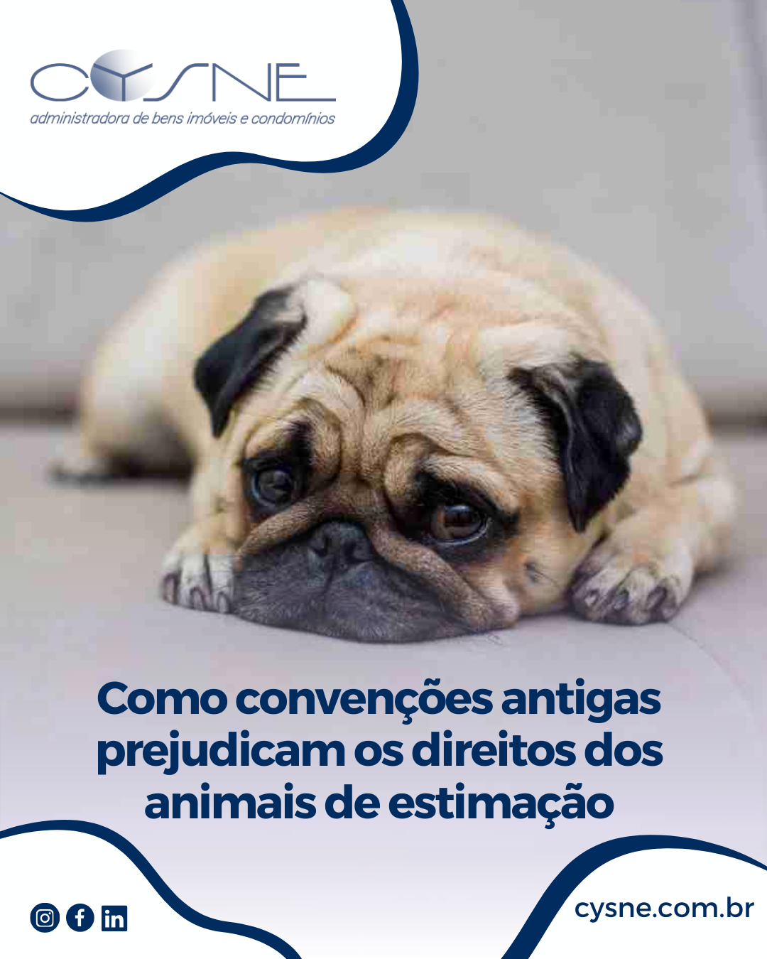 Animais de Estimação